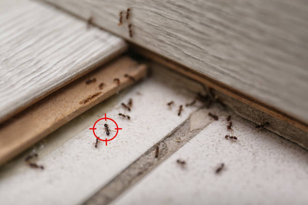 Best Pest Control Near Me in Houston, TX