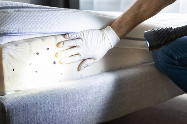 Best Spider Control Near Me  in Houston, TX