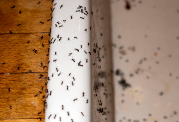 Best Ant Control Services  in Houston, TX
